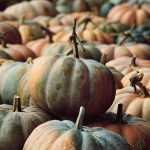 pumpkins, pumpkin patch, harvest, vegetables, fall, forest, healthy, food, pumpkin market, nature, thanksgiving
