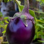 eggplant, aubergine, vegetable, produce, harvest, organic, fresh, fresh vegetable, fresh eggplant, brinjal, plant, farming, agriculture, brinjal, brinjal, brinjal, brinjal, brinjal